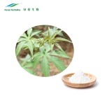 Rubus Leaf Extract Supplier - 70% Rubusosides Chinese Sweet Leaf