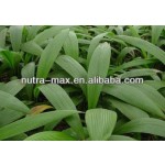 Curculigo Orchioides Extract Manufacturer - 10:1 Root Extract FSSC
