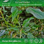 Ivy Extract Powder Factory - 100% Pure 4:1-20:1 Natural