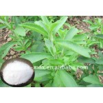 Stevia Leaf Extract Factory - Total Steviol Glycosides 95% Powder