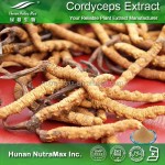 Cordyceps Sinensis Extract Supplier - Militaris High Quality