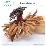 Cordyceps Sinensis Extract Supplier - Militaris High Quality