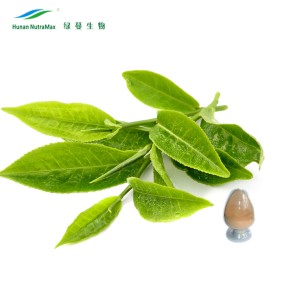 Green Tea Leaf Extract Supplier - Plant Herb Natural Raw