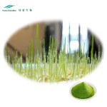 Wheatgrass Powder Supplier - Juice Powder Extract Bulk