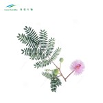 Mimosa Extract Supplier - Powder P.E. Natural Plant Extract