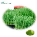 Wheatgrass Powder Supplier - Juice Powder Extract Bulk