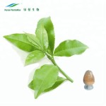 Green Tea Extract Manufacturer - 80% Polyphenols 60% Catechins
