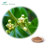 Gymnema Sylvestre Extract Factory - Plant Herbal Leaf Extract