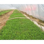 Stevia Leaf Extract Factory - Total Steviol Glycosides 95% Powder