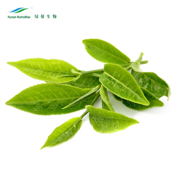 Green Tea Extract Powder Supplier - 20%-30% L-Theamine CAS 3081-61-6
