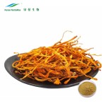 Cordyceps Sinensis Extract Supplier - Militaris High Quality