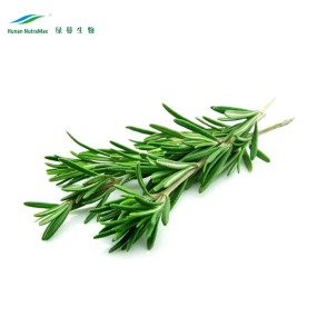 Rosemary Leaf Extract Supplier - Plant Extract Oil Natural