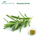 Rosemary Extract Powder Manufacturer - 5%-10% Rosmarinic Acid CAS 20283-92-5