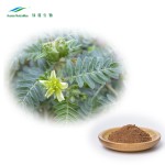 Tribulus Powder Supplier - 90% Saponins 40% Protodioscin Bulk