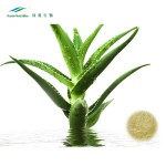 Aloe Vera Gel Powder Supplier - 100:1 Freeze Dried Extract