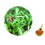 Curculigo Orchioides Extract Manufacturer - 10:1 Root Extract FSSC
