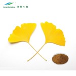 Ginkgo Biloba Extract Manufacturer - Natural Supplement Capsule Ingredient