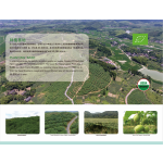 Garcinia Cambogia Extract Factory - 50%-70% HCA Powder CGMP