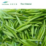 Green Tea Extract Powder Manufacturer - 10%-20% L-Theanine High Quality