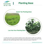 Safflower Yellow Supplier - Carthamus Extract E60 Natural