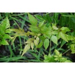 Vine Tea Extract Powder Factory - 50%-98% Dihydromyricetin