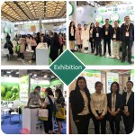 Red Ginseng Extract Supplier - Ginsenosides Powder Natural