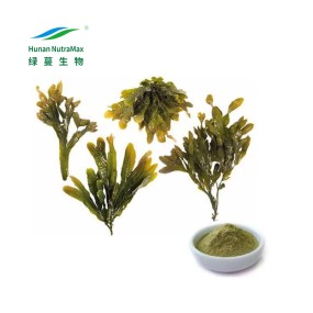 Kelp Extract Factory - Fucoidan 80%-95% Fucoxanthin 10%-20%