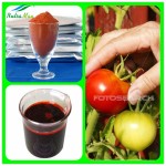 Lycopene Powder Manufacturer - 5%-20% Tomato Extract Beadlet