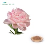 White Peony Root Extract Supplier - 10% Paeoniflorin CAS 23180-57-6
