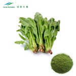 Spinach Powder Factory - Green Vegetable Food Ingredient