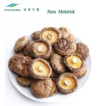 Shiitake Mycelium Extract Supplier - Mushroom Mycelium P.E. Powder