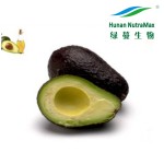 Avocado Powder Factory - Spray Dried Fruit Instant Powder