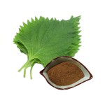 Mulberry Leaf Extract Manufacturer - 1-DNJ 10% Organic Healthcare