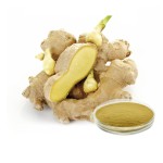 Ginger Powder Supplier - Water Soluble Healthy Drinks Use