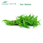 Andrographis Extract Supplier - 98% Andrographolide Powder