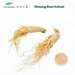 Panax Ginseng Extract Factory - 100% Pure Ginsenosides Powder