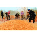 Corn Sheller Factory - Electric Farm Maize Thresher