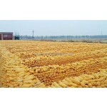 Freeze Dryer Machine Factory - Fruit Food Vegetable