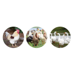 Feather Plucker Machine Manufacturer - Automatic Poultry Fowl