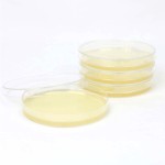 Sterile 90mm Disposable Petri Dishes Round Glass and Plastic Polypropylene for Laboratory Use