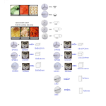 Vegetable Cutter Manufacturer - Commercial Onion Slicer Potato Chips