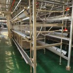 Chicken Breeding Cage Factory - Layer Egg Poultry Farm Design