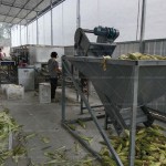 Farm Traktor Manufacturer - 50HP New 4x4 Diesel USA EPA