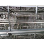 Broiler Chicken Cage Manufacturer - Automatic Feeder Pull-Out Slat