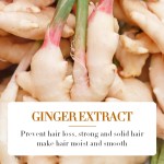 Plant Herb EssenceImprove Dry and Frizzy Hair OilGinger Hair Ginger Hair Essence