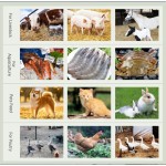 Pellet Machine Manufacturer - Poultry Feed Pelletizer