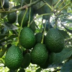 Hot NewsTantalizing Irresistible Avocado Ice Cream Made From Chinese Factories