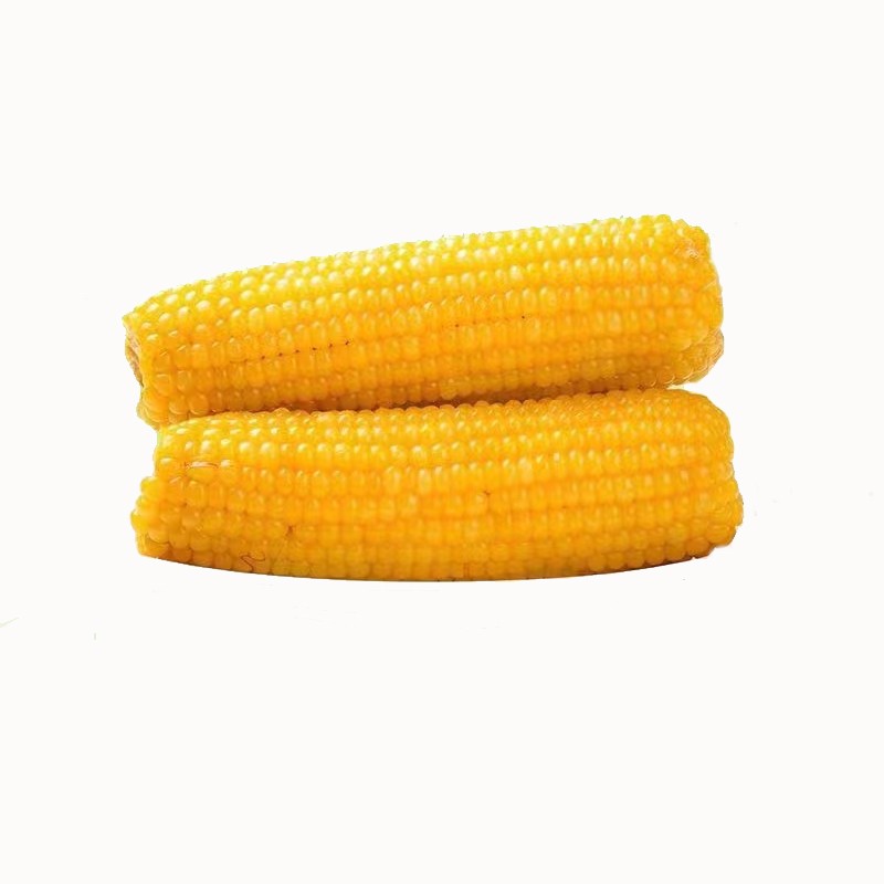 Vacuum Packing Sweet Corn Stick Wholesale Price Soft Glutinous Fresh Sweet Corn Stick