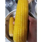 Vacuum Packing Sweet Corn Stick Wholesale Price Soft Glutinous Fresh Sweet Corn Stick