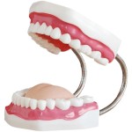 Science Toys Supplier - Moetry Preschool Science Educational Toys